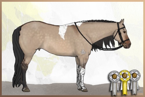 Horse Color:Brown Dun Tobiano 