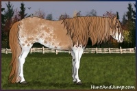 Horse Color:White Spotted Chestnut 