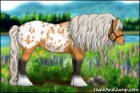 Horse Color:Silver Buckskin Sabino Appaloosa Rabicano 