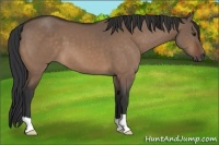 Horse Color:Brown Dun 