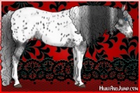 Horse Color:White Spotted Black Splash Tobiano Frame Near Leopard