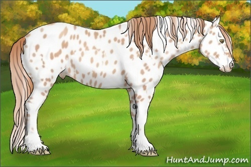 Horse Color:Gold Champagne Near Leopard  and Gold Champagne Splash Near Leopard 