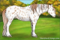 Horse Color:Gold Champagne Near Leopard  and Gold Champagne Splash Near Leopard 