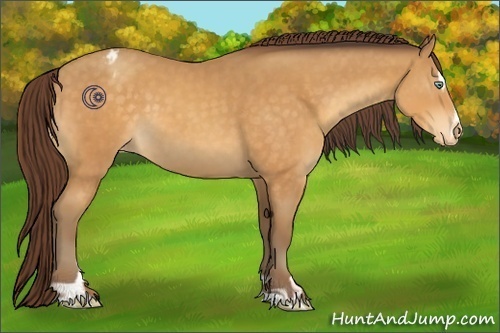 Horse Color:Sable Cream Champagne Sabino Appaloosa 