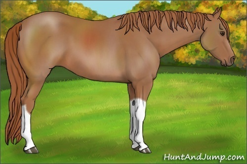 Horse Color:Chestnut Sabino Tobiano 