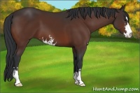 Horse Color:Brown Sabino 