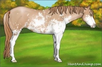 Horse Color:Chestnut Pearl Sabino