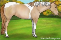 Horse Color:Chestnut Pearl Sabino Tobiano 