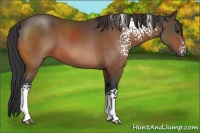 Horse Color:White Spotted Bay Sabino 