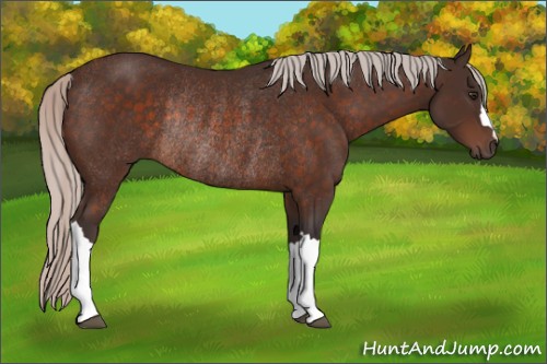 Horse Color:Silver Brown Rabicano