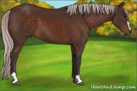Horse Color:Silver Brown Sabino 