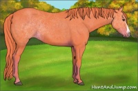 Horse Color:Watercolor Liver Chestnut 