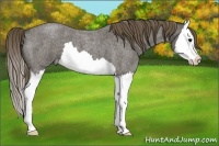 Horse Color:Smoky Blue Roan Splash Appaloosa 