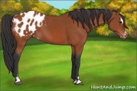 Horse Color:Bay Sabino Appaloosa 