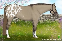 Horse Color:Smoky Grullo Appaloosa 