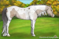 Horse Color:Buckskin Dun Tobiano