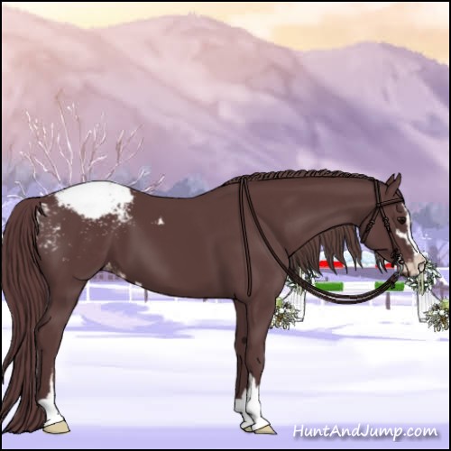 Horse Color:Chocolate Black Sabino Appaloosa 