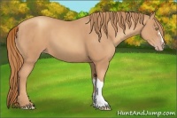 Horse Color:Gold Champagne