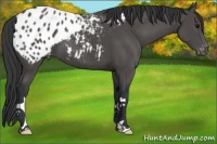 Horse Color:Black Appaloosa