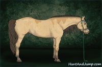 Horse Color:Buckskin Dun