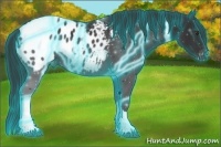 Horse Color:Thunderstruck Liver Chestnut Appaloosa 