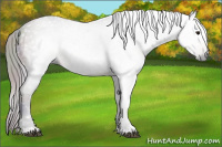 Horse Color:Gray Nacre Bay 