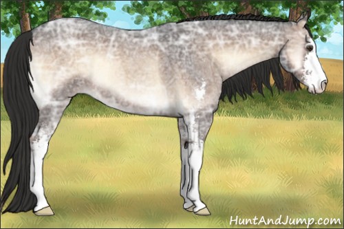 Horse Color:Liver Red Onyx Ice Roan Sabino 