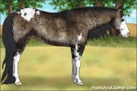 Horse Color:Brown Ice Onyx Sabino Appaloosa 