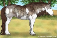 Horse Color:Liver Red Onyx Ice Sabino Splash 