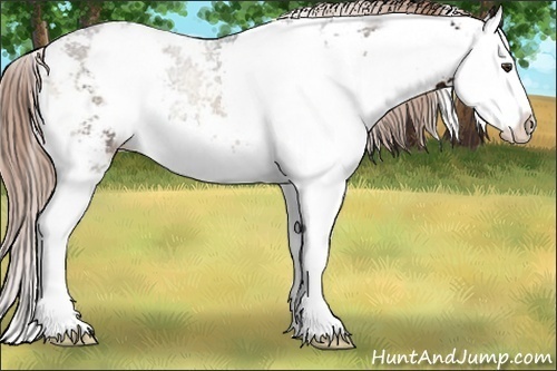 Horse Color:Liver Red Onyx Ice Sabino Splash