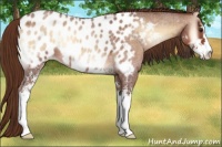 Horse Color:Red Onyx Roan Sabino Near Leopard