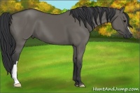 Horse Color:Grullo