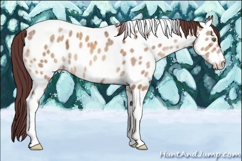 Horse Color:Chocolate Sable Champagne Ice Tobiano Appaloosa 