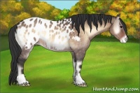 Horse Color:Brown Onyx Appaloosa 