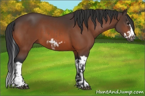 Horse Color:Bay Splash Frame  and Bay Splash Frame 