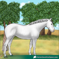 Horse Color:Bay Snowflake Varnish 