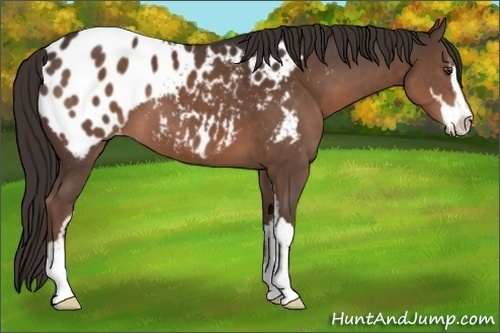 Horse Color:Liver Chestnut Sabino Appaloosa 