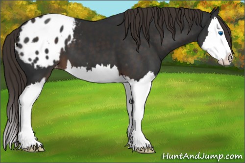 Horse Color:Liver Chestnut Sabino Splash Appaloosa 