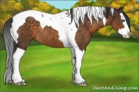 Horse Color:Buckskin Splash Tobiano Rabicano