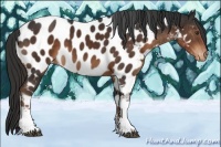 Horse Color:Liver Chestnut Mushroom Tobiano Near Leopard