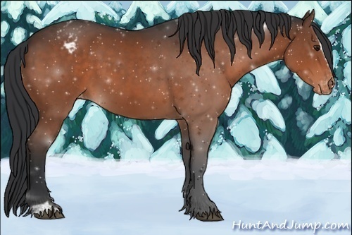 Horse Color:Brown Sabino Appaloosa 