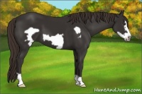 Horse Color:Liver Chestnut Frame 
