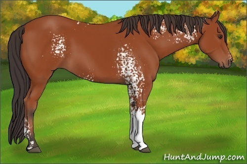 Horse Color:White Spotted Bay 