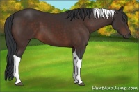 Horse Color:Brown Tobiano 