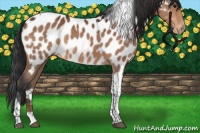 Horse Color:Bay Tobiano Near Leopard 