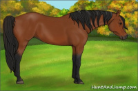 Horse Color:Gray Bay 