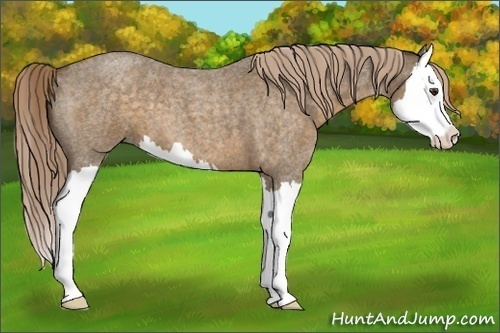 Horse Color:Chocolate Palomino Roan Splash 