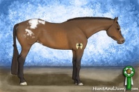 Horse Color:Buckskin Appaloosa