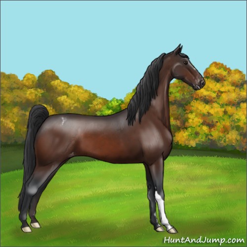 Horse Color:Brown Snowcap 