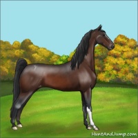 Horse Color:Brown Snowcap 